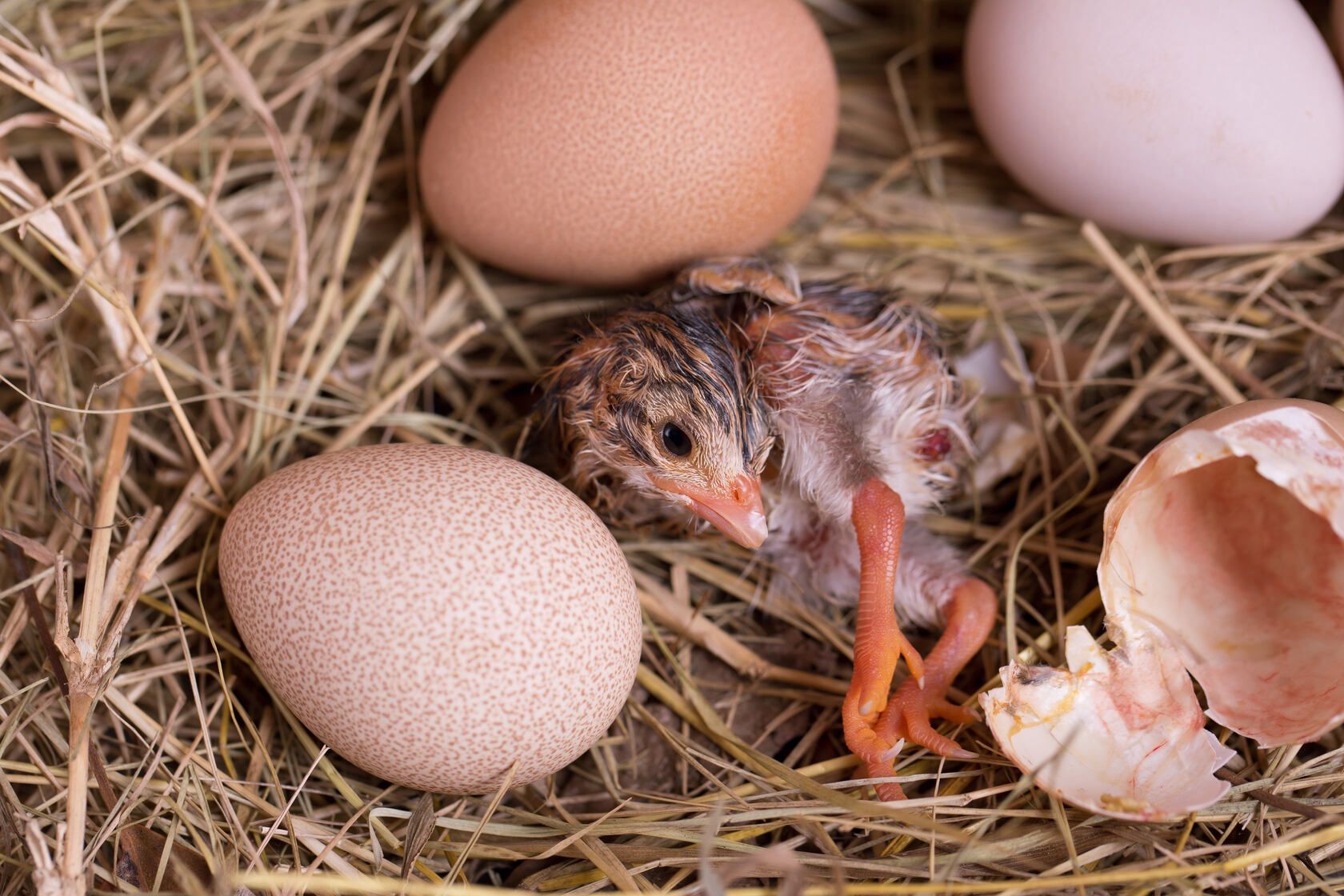 Everything Everyone Need To Know About Guinea Fowl Eggs | Kidadl