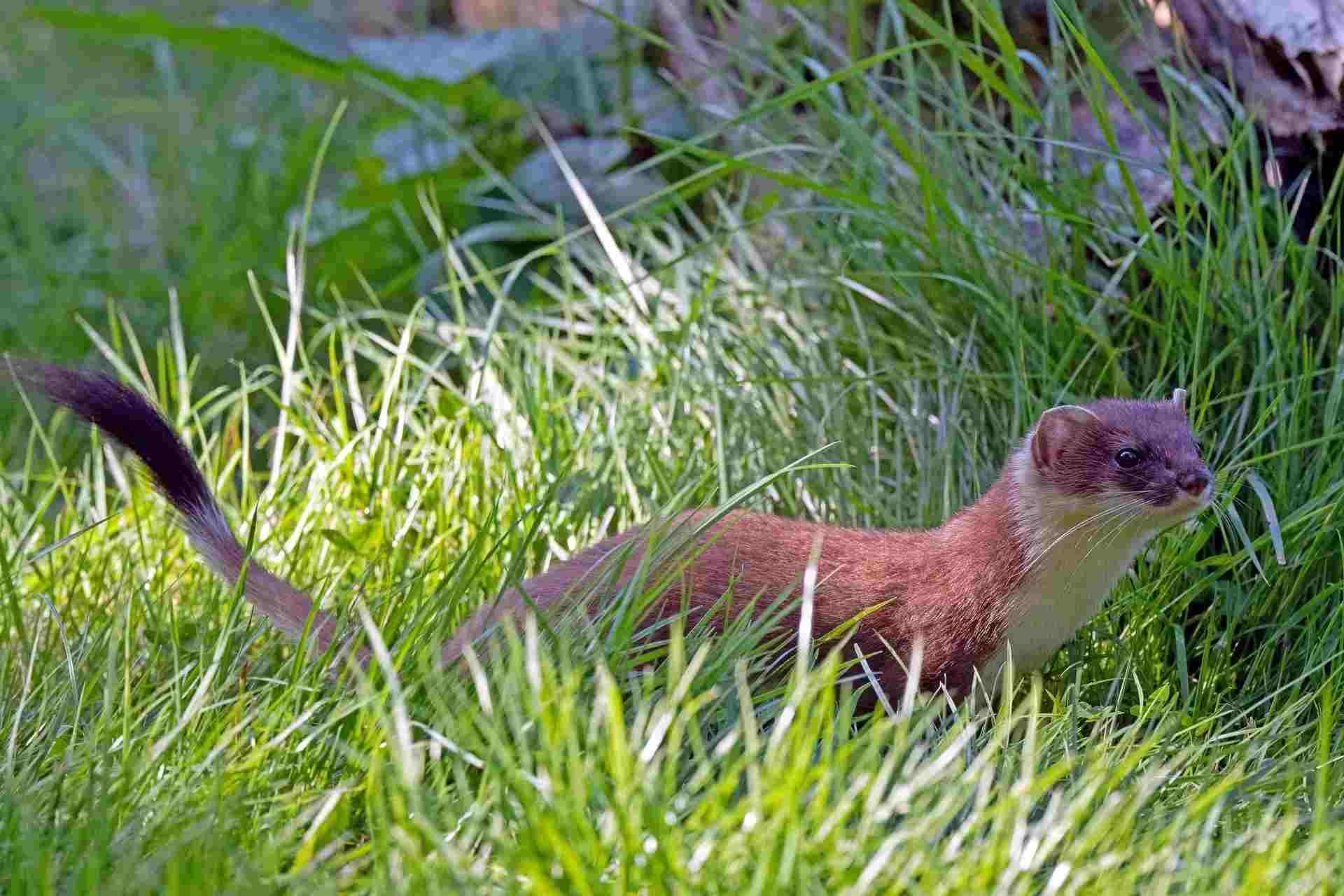 Stoat Vs Ferret What Are The Main Differences Between The Two Kidadl