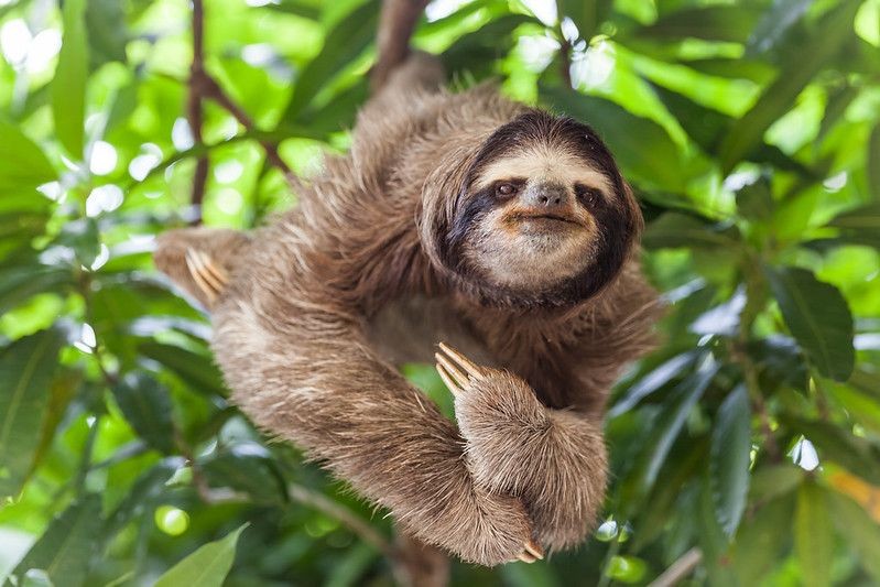 Why Do Sloths Move So Slow? How Do They Get Anywhere? | Kidadl
