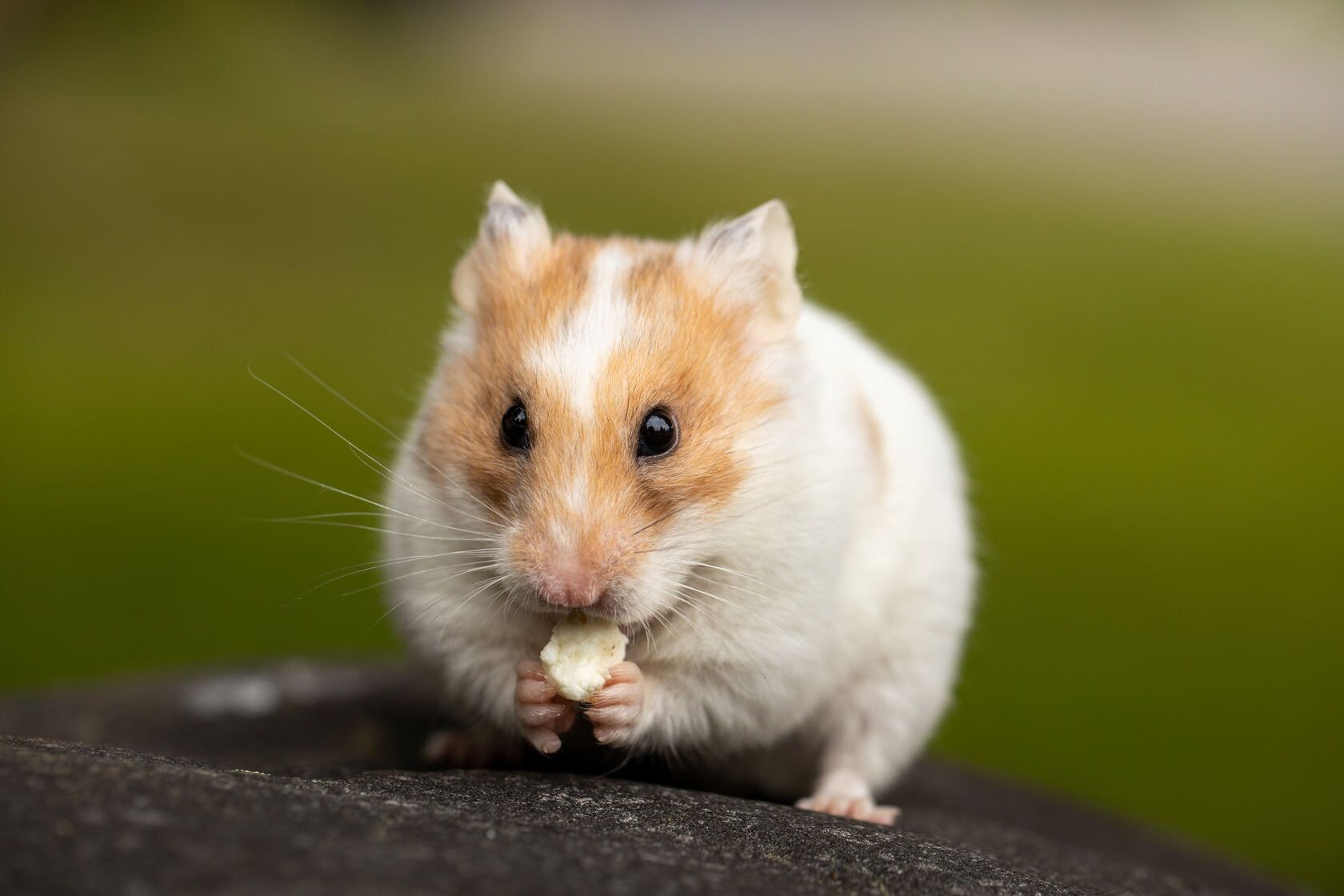 Do Hamsters Bite? Hamster's Biting Behavior Explained! Kidadl