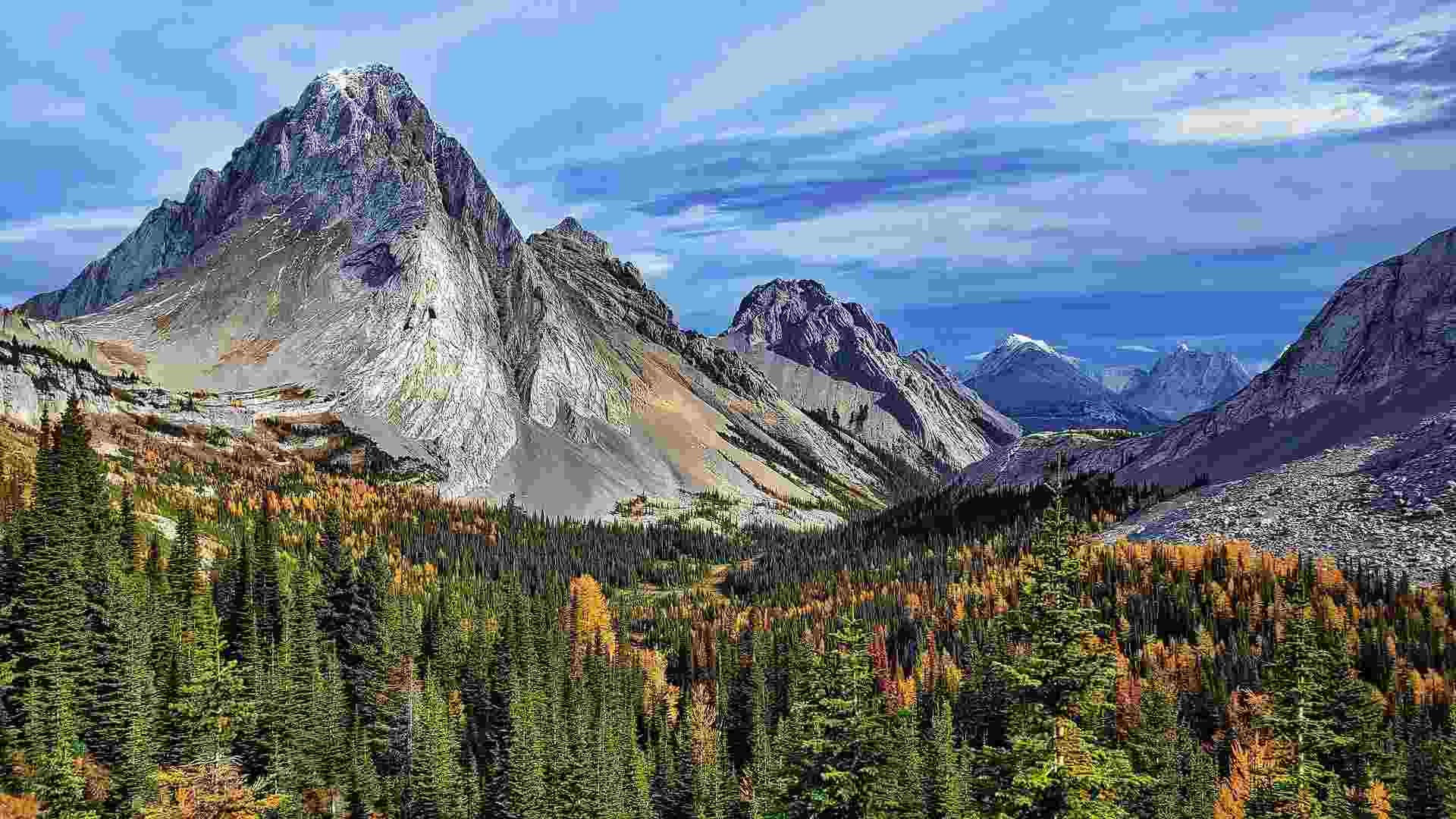 38 Alberta Spruce Tree Facts Height, Width, Science & Much More! Kidadl