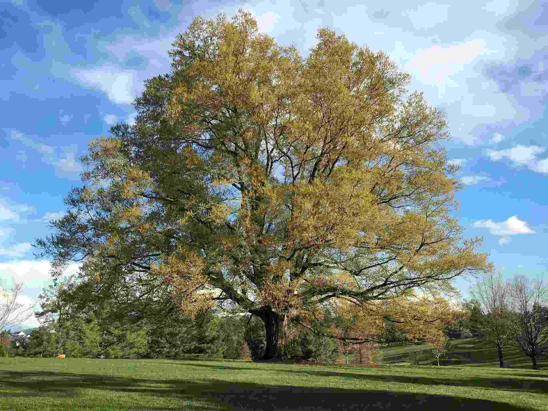 41 White Oak Tree Facts Significance, Uses, Identification, And More Kidadl