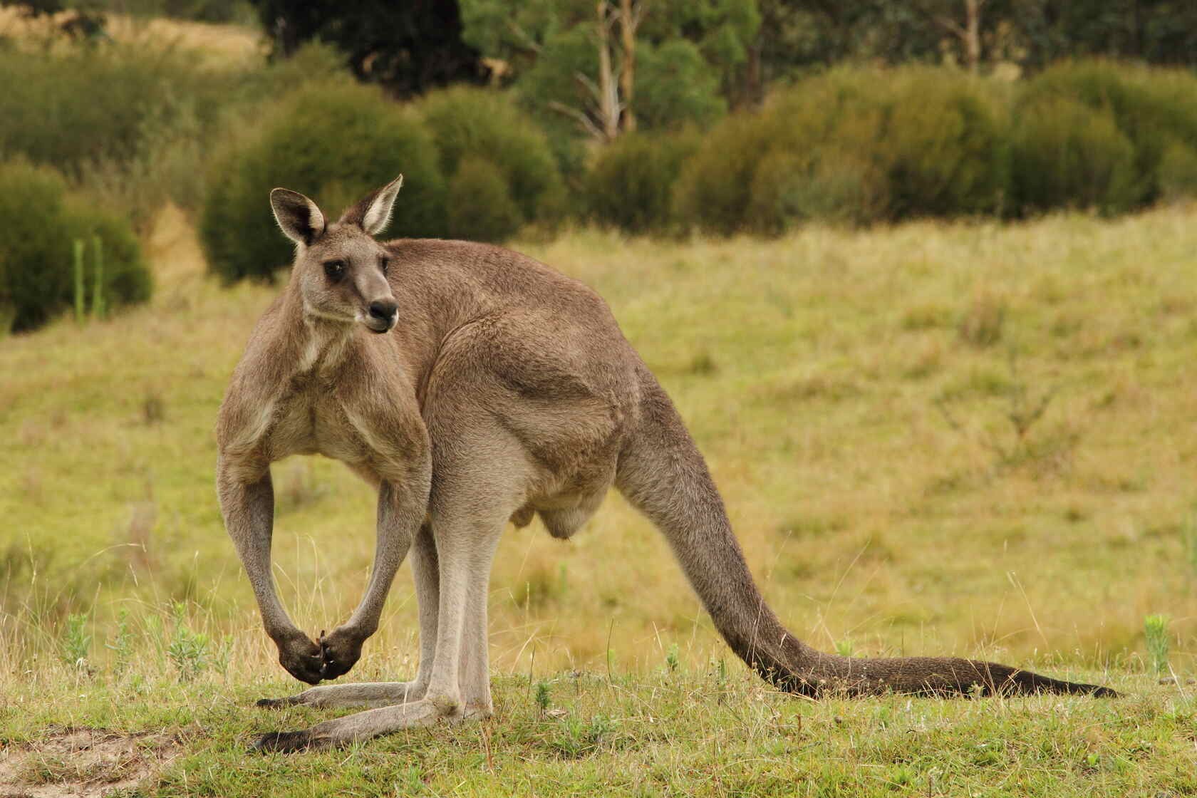 Do Male Kangaroos Have Pouches? Here's The Truth You Need To Know Kidadl