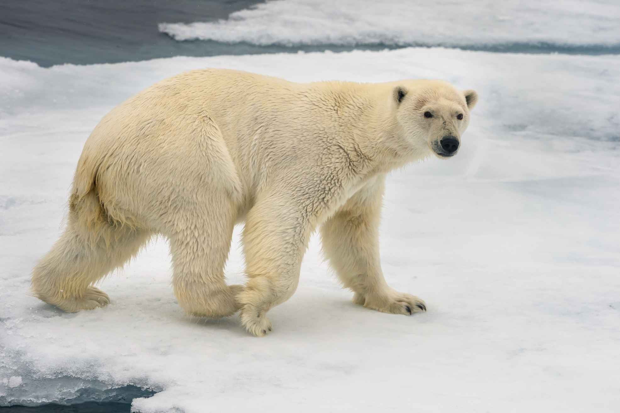Polar Bear Fur What Colour Is It, And How Warm Does It Keep Them? Kidadl