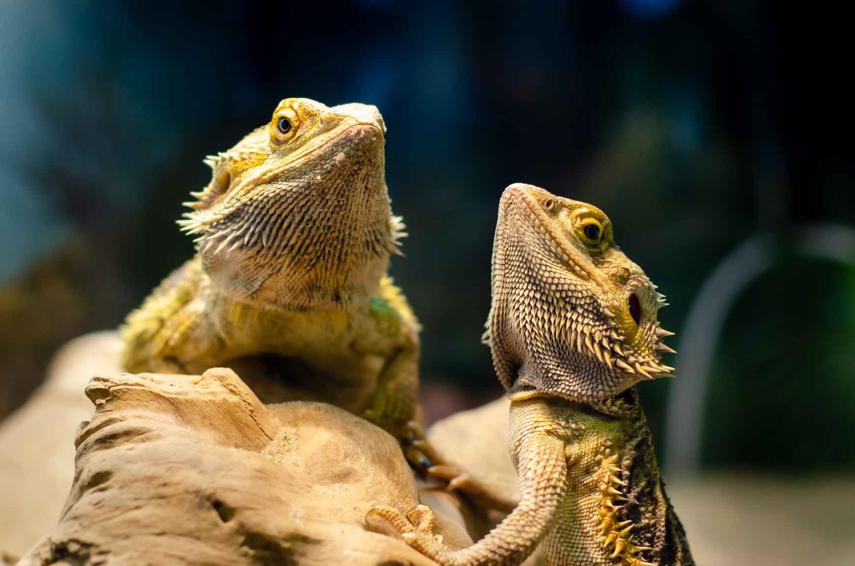 Can Bearded Dragons Eat Cilantro? Veggie Feeding Guide For Owners Kidadl