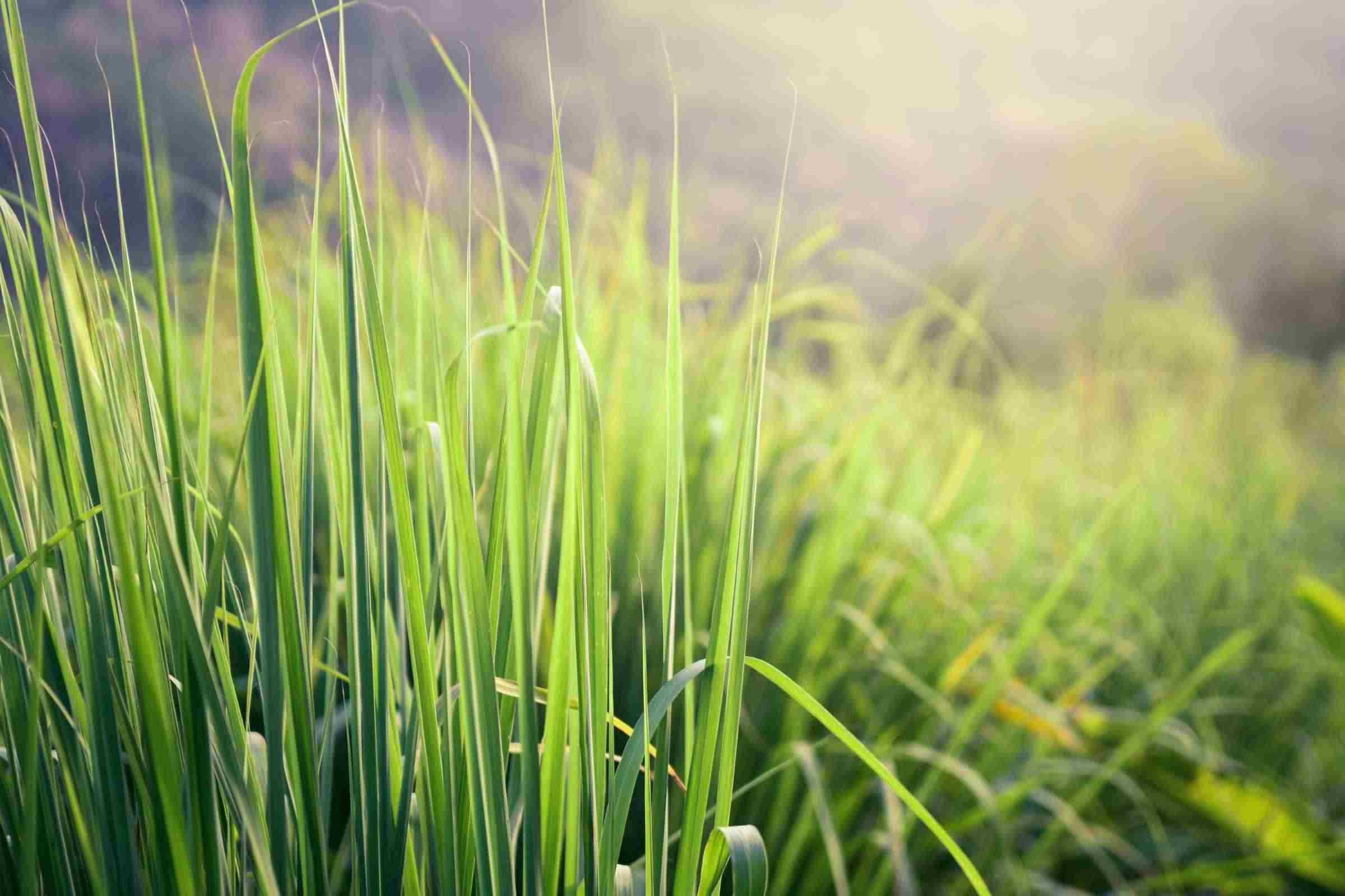 51-lemongrass-facts-benefits-uses-side-effects-and-much-more-kidadl