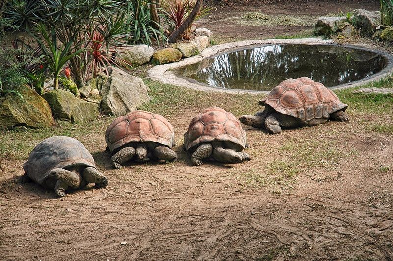What Is A Group Of Turtles Called? Why Do Turtles Team Up? Kidadl