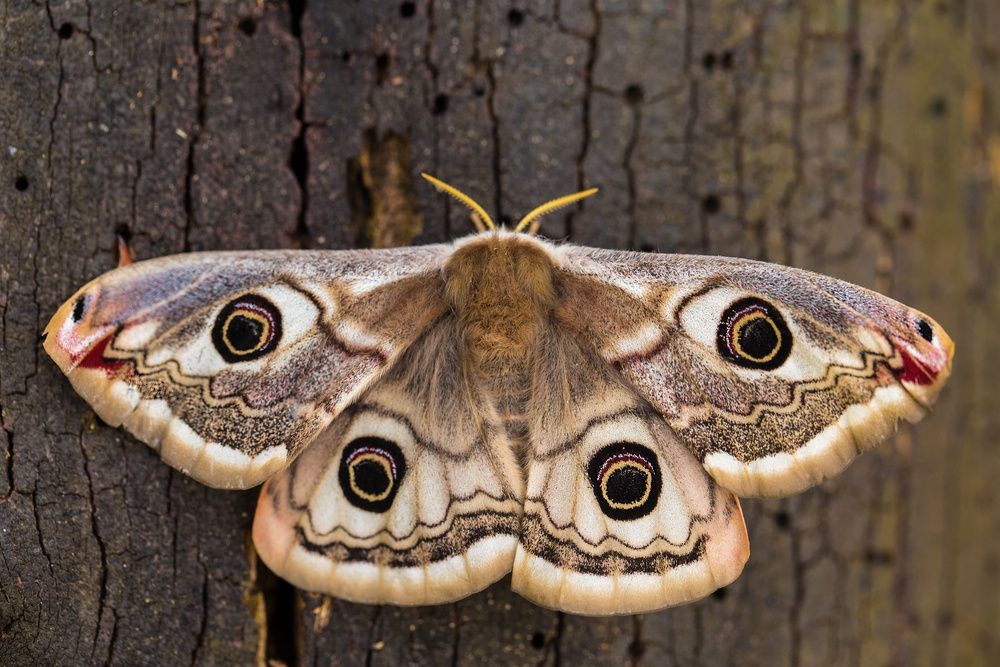 How Long Do Moths Live? Managing Moths In Your House | Kidadl