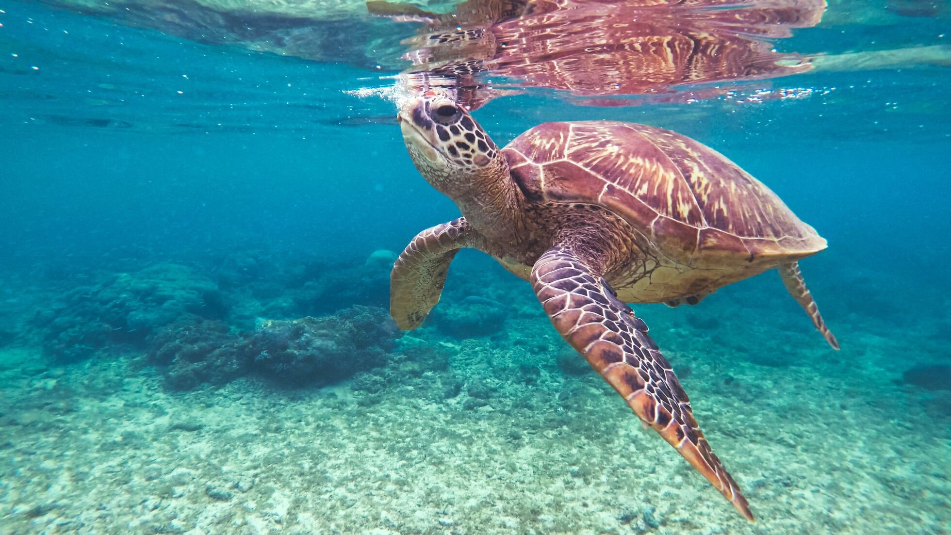 How Do Turtles Breathe? Can They Breathe Through Their Shell? | Kidadl