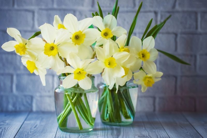 Daffodil Symbolism And Meaning You Would Never Believe Kidadl