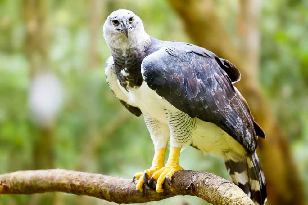 Harpy Eagle Size: How Big Are Their Talons, Their Wingspan And More