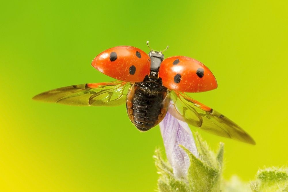 Ladybug Flying Mechanism Explained This Is How It Flies Kidadl
