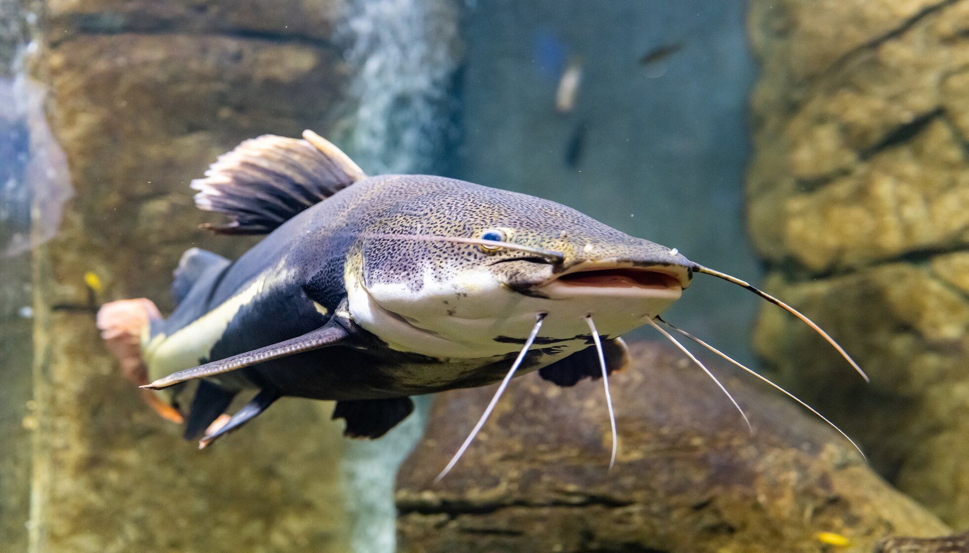 Curious Catfish Facts Explained: What Do Catfish Eat? | Kidadl