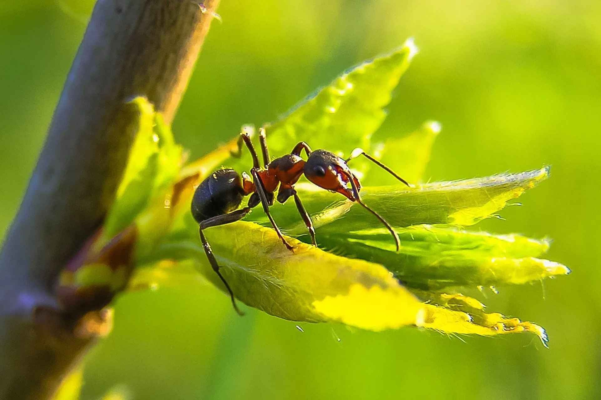 Amazing Ant Facts How Much Can An Ant Lift? How Strong Are They? Kidadl