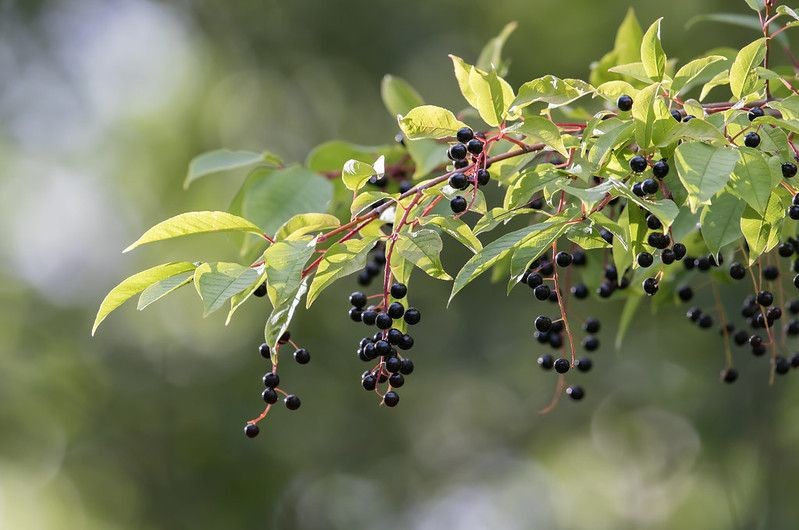 17 Fascinating Chokecherry Tree Facts That Are Unheard Of! Kidadl