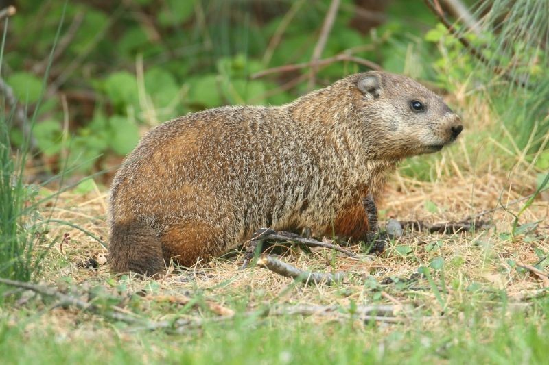 Groundhog Vs. Woodchuck Separating Factors To Tell Them Apart | Kidadl