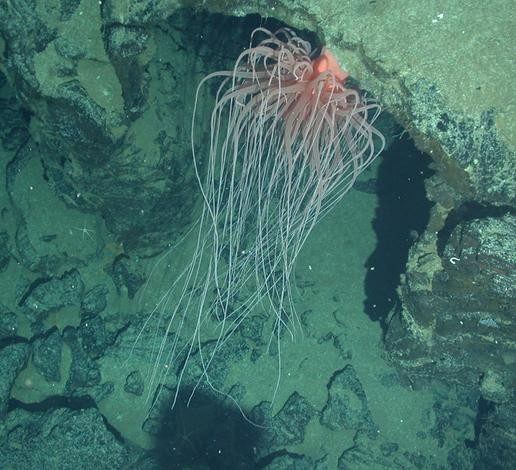 Deep-Sea Anemone Tentacles Stump Scientists