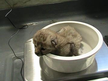 Cheetah Cubs Born at Smithsonian - Seeker