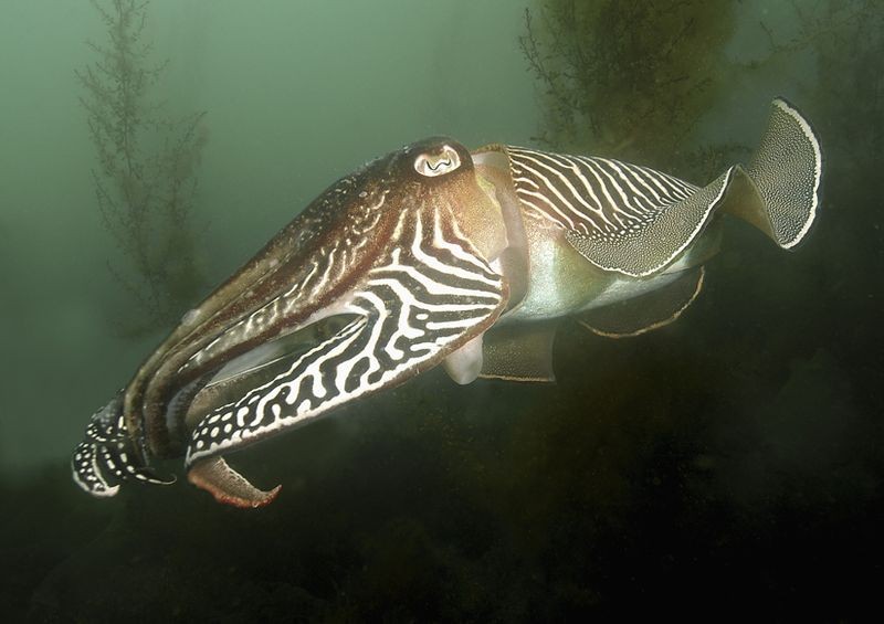 Ocean Noise Pollution Blowing Holes in Squids' Heads Seeker