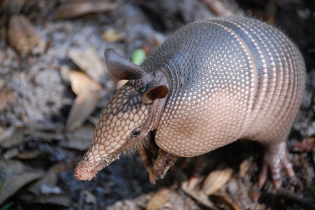 Armadillo Culprit for Leprosy Cases - Seeker