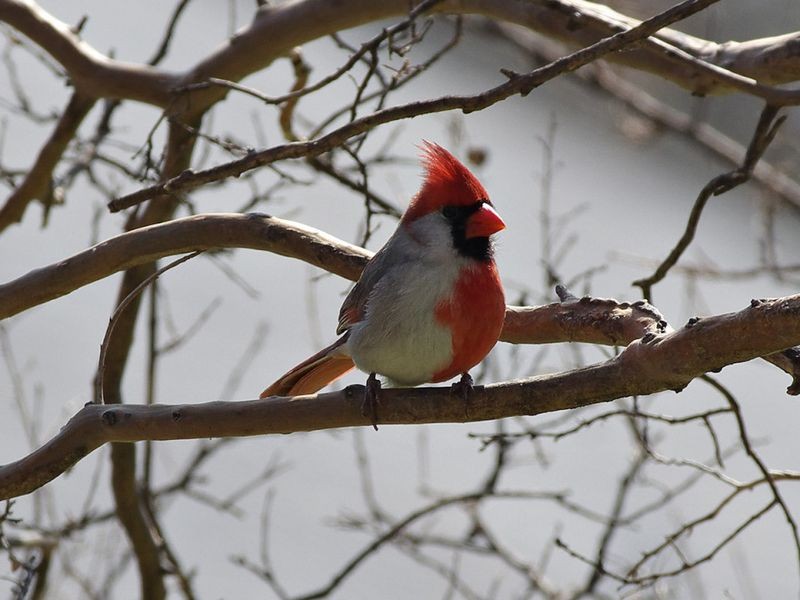 A Genderbender Colored Cardinal Seeker