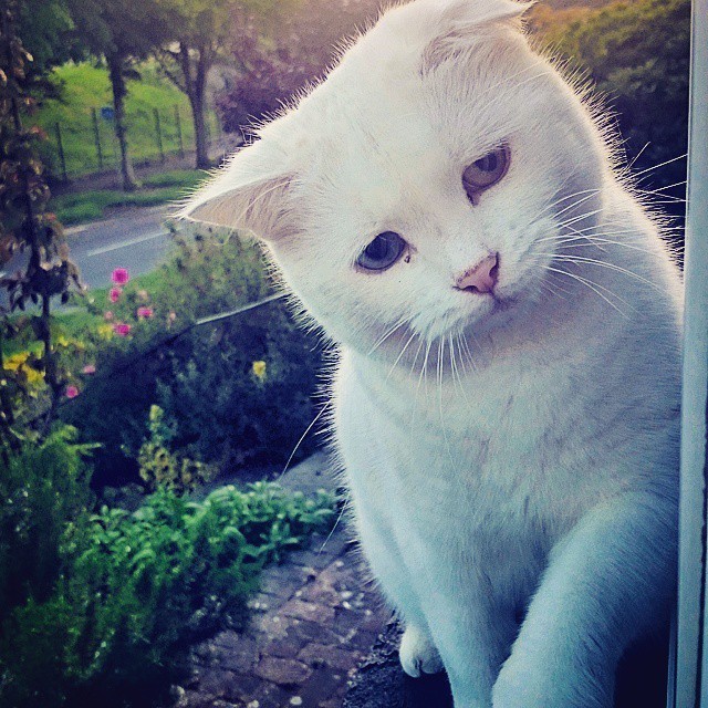 Street Life Left Cat with a Floppy Ear, But Someone Saved Him Love Meow