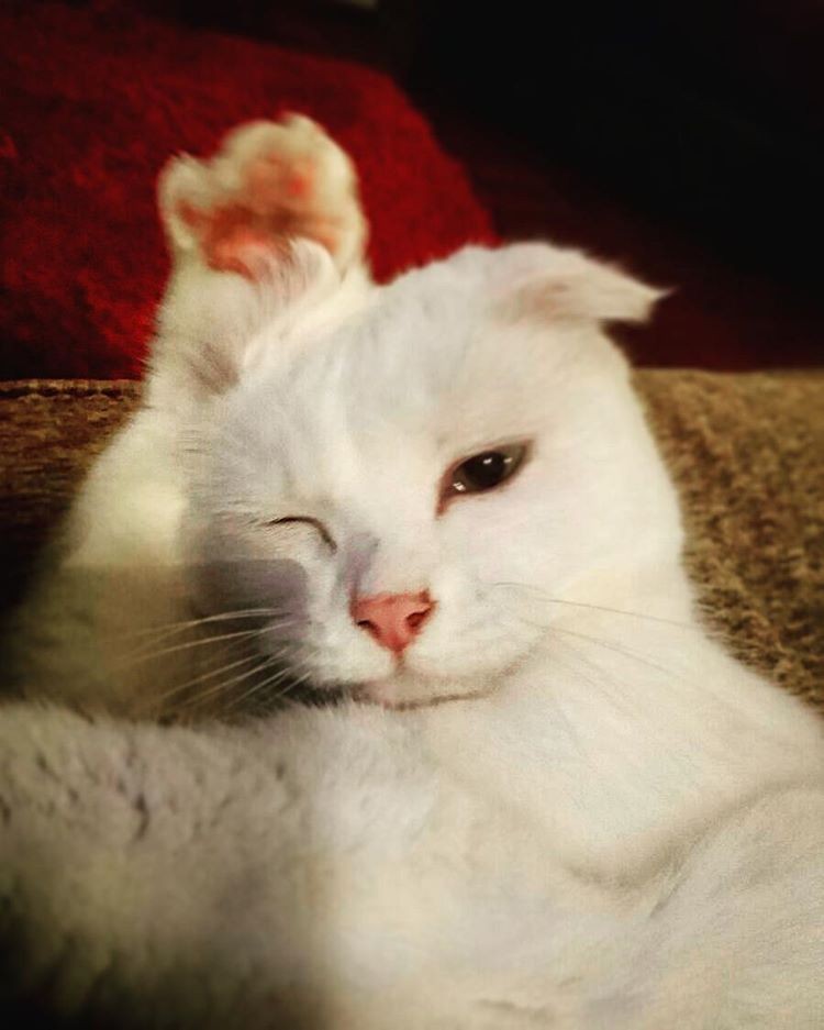 Street Life Left Cat with a Floppy Ear, But Someone Saved