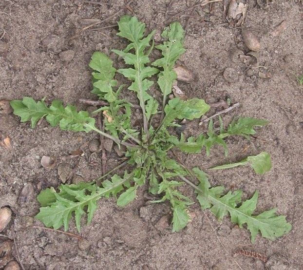 Guide to Common Edible Wild Plants Seeker