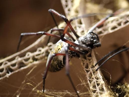 Body Armor Made From Spider Silk