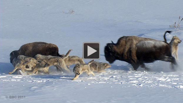 Film First: Wolves vs. Bison - Seeker