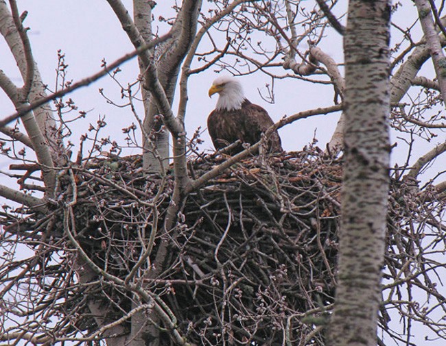 top 5 wild bird webcams seeker top 5 wild bird webcams seeker