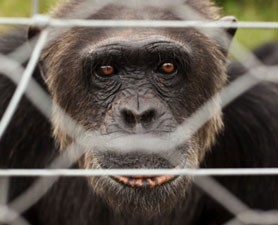 Why Do Chimps Attack? - Seeker