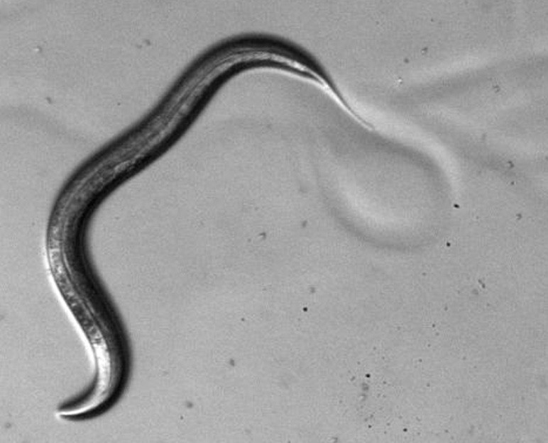 Space Worms Live Long and Prosper Seeker