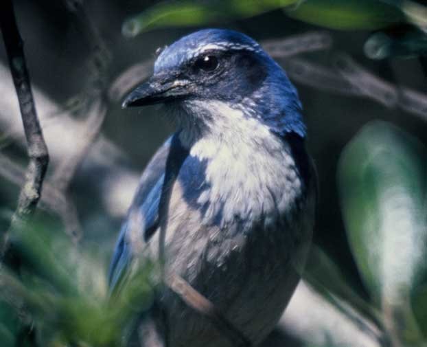Birds Hold Funerals for Their Dead Seeker