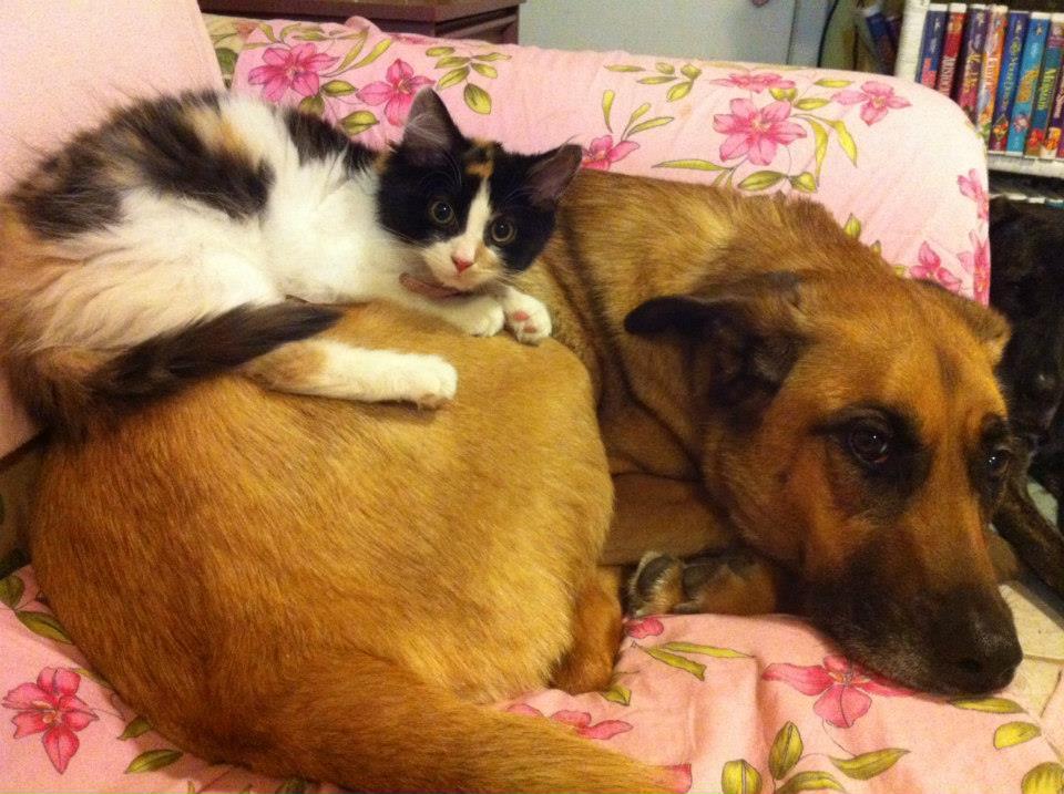 21-cats-who-want-to-cuddle-their-dogs-and-won-t-take-no-for-an-answer