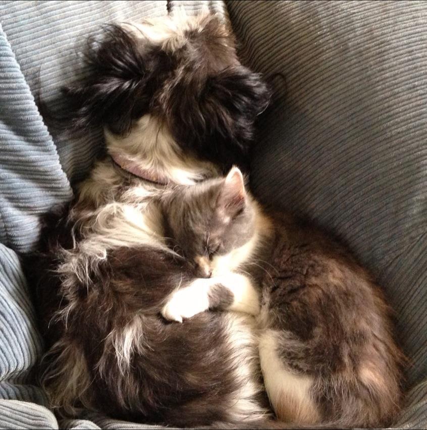 21 Cats Who Want To Cuddle Their Dogs And Won't Take No For An Answer