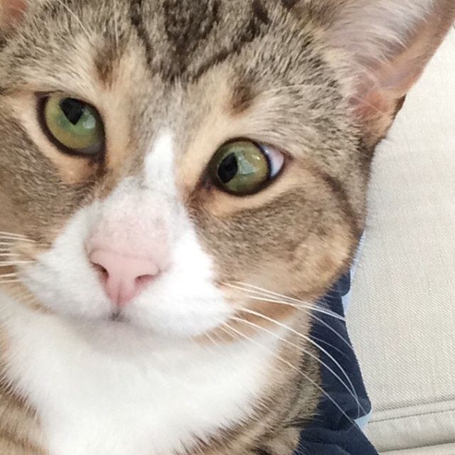 Cat with Googly Eyes from Rescue to Living the High Life Love Meow