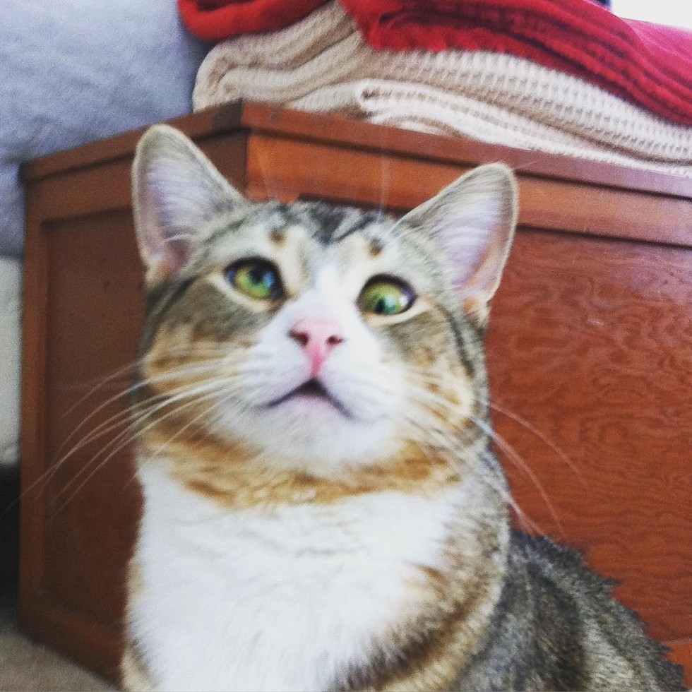 Cat with Googly Eyes from Rescue to Living the High Life Love Meow