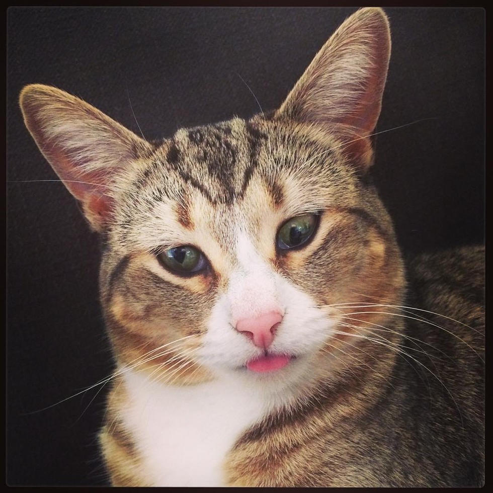 Cat With Googly Eyes From Rescue To Living The High Life Love Meow cat-with-googly-eyes-from-rescue-to-living-the-high-life-love-meow