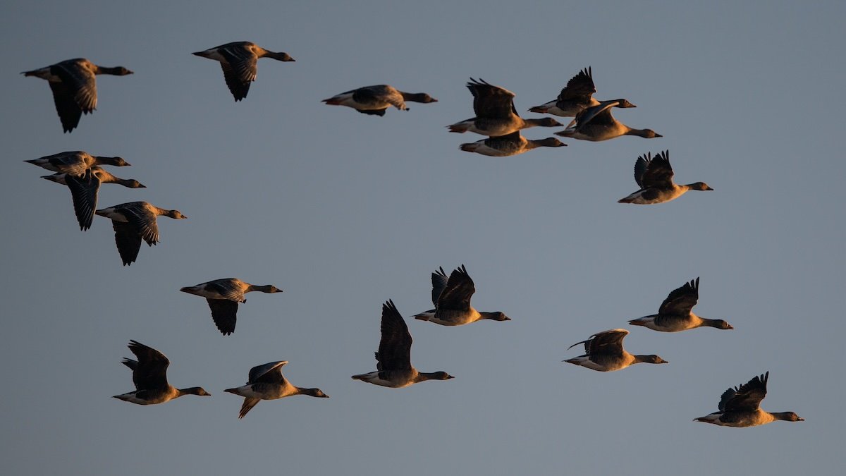 Icebreaker vs hotsell canada goose