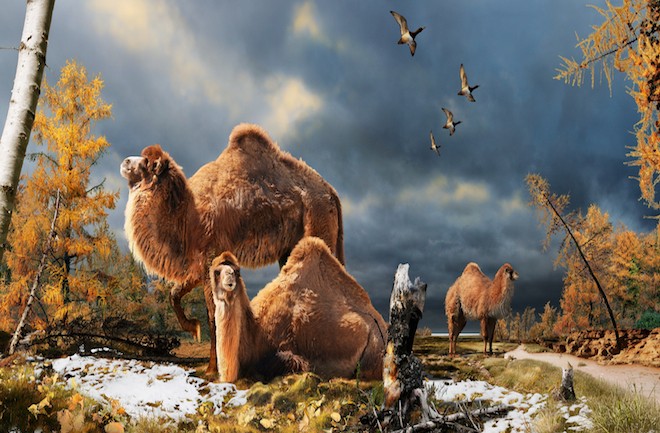 Enormous Prehistoric Camel Roamed Arctic - Seeker