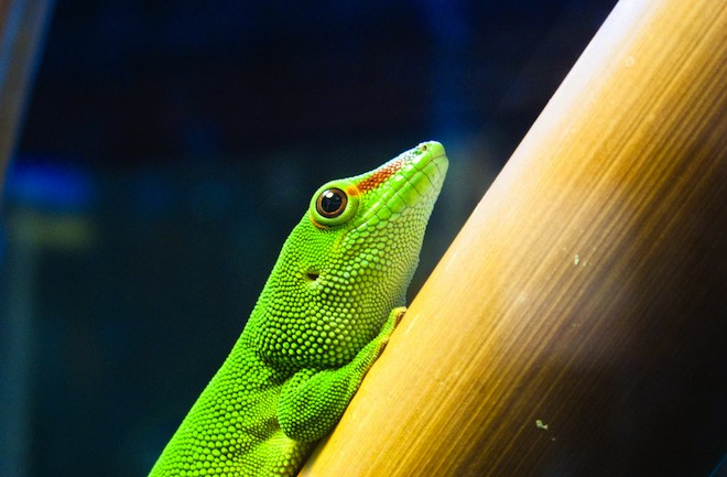 nanoscale adhesive inspired by the gecko essay nanoscale adhesive inspired by the gecko essay