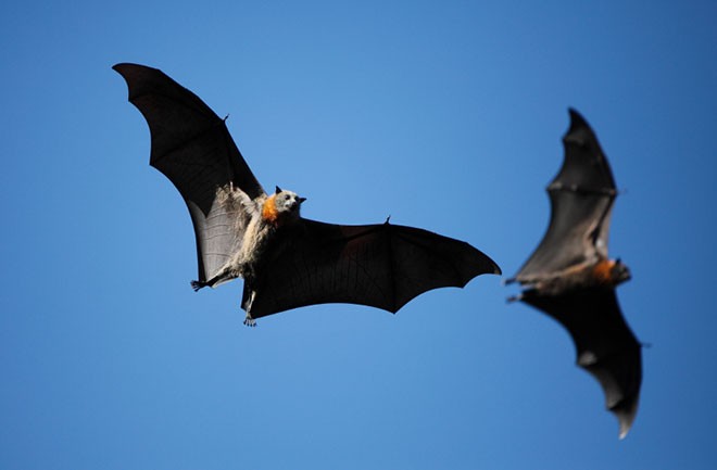 Male Bats Perform Oral Sex On Females Seeker