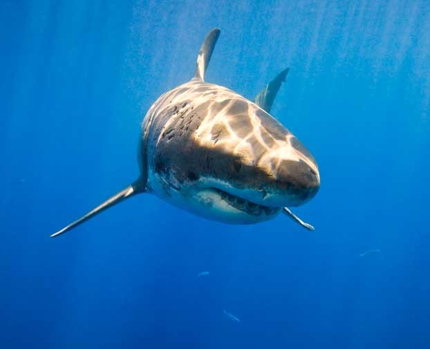 Where Do Hawaii's Great White Sharks Come From? - Seeker