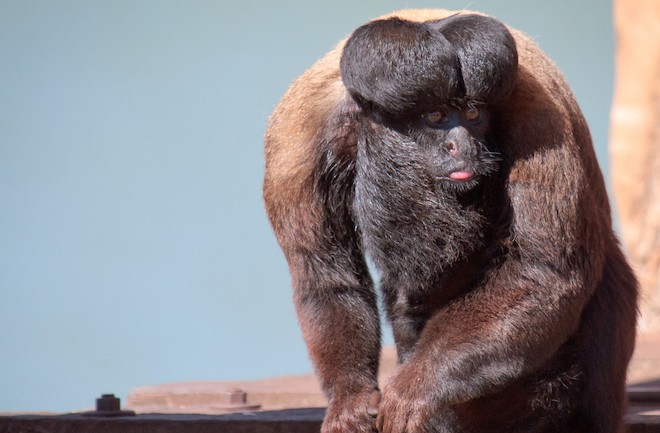 Funniest-Faced Monkeys: Photos - Seeker