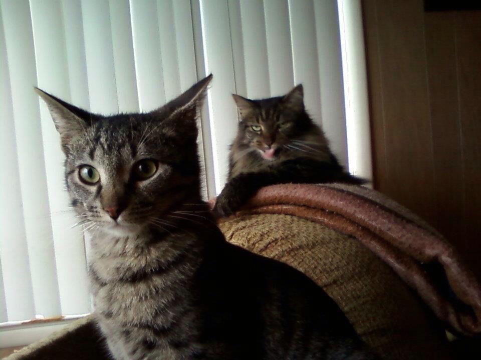 11 Jealous Cats With A Sibling Rivalry Problem