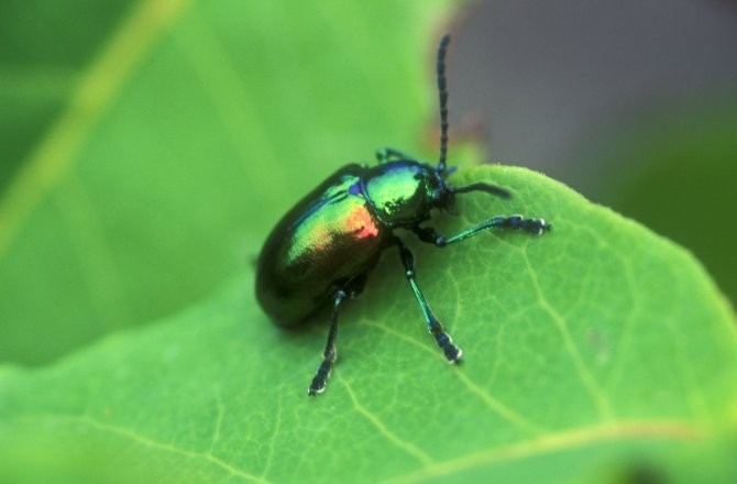 Why Insects Have Gay Sex