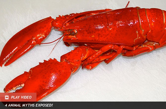 Qs From Kids: Why Do Lobsters Turn Red When Cooked? - Seeker