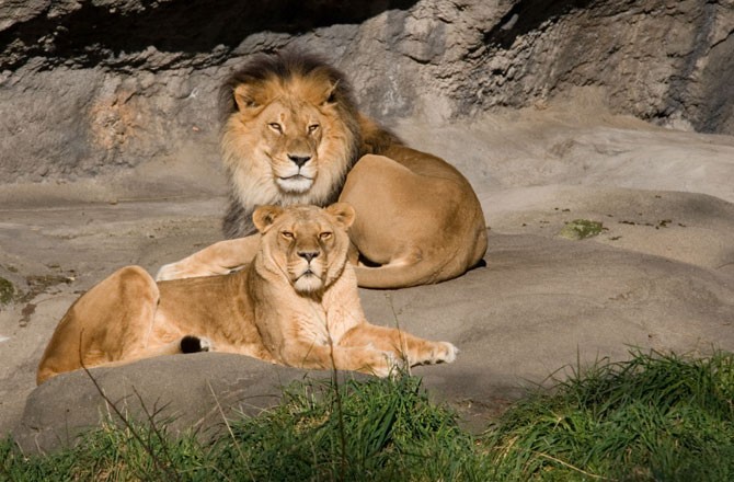 Lions Face Extinction In West Africa