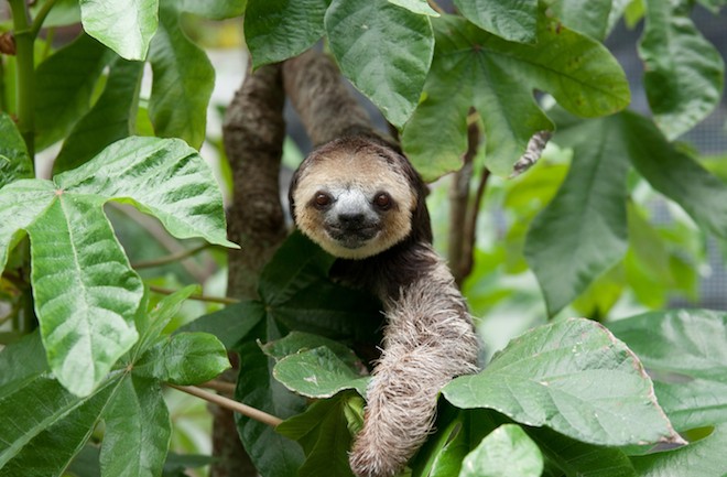 Sloths' Dirty Bum Fur Grows Nutritious Algae - Seeker